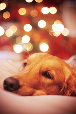 Golden Retriever, arka planda bulanık Noel ışıkları önünde dingin bir bakışla dinleniyor..