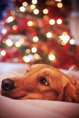 Golden Retriever arka planda yanan bir Noel ağacıyla rahat bir ortamda yatıyor..