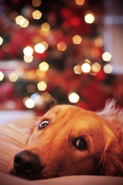 Golden Retriever, arka planda bokeh efektiyle aydınlatılmış bir Noel ağacının önünde tuhaf bir bakışla yatıyor..