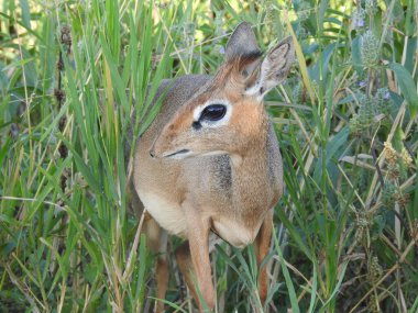 Ormandaki sevimli bir geyiğin yakın plan fotoğrafı.