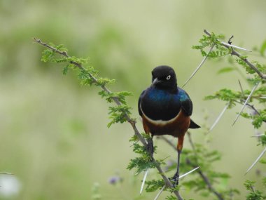 Bu bir Superb Starling (Lamprotornis superbus) gerçekten göz kamaştırıcı bir kuştur, parlak mavi kafası, çarpıcı beyaz göğüs bandı ve canlı turuncu göbeğiyle tanınabilir. Süper sığırcıklar Doğu Afrika 'da yaygındır, genellikle dikenli dallara tünemiş olarak bulunurlar..