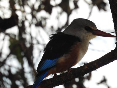 Tarangire Ulusal Parkı 'nda mavi balıkçı