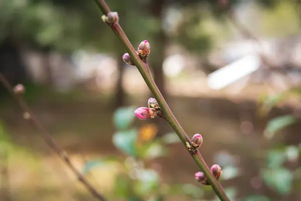 close up of red buds on the tree branch. Flower buds on a tree
