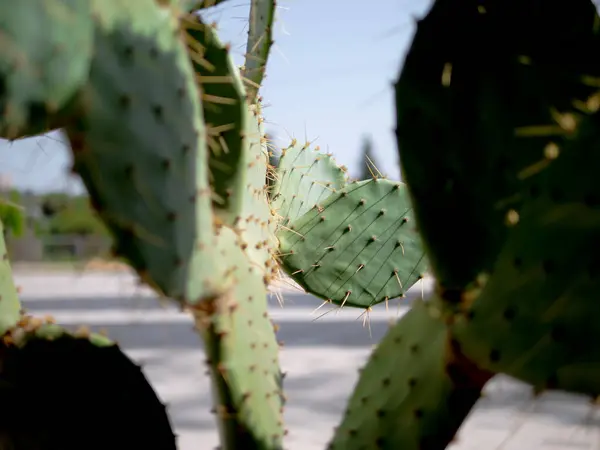 Zbliżenie Wschodniej Gruszki Kolczastej Kwitnącej Rośliny Zielonymi Płatkami Kaktusowymi Żółtymi — Zdjęcie stockowe