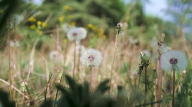 Bir grup karahindiba, karasal bitkiler, çayırdaki çimlerin arasında gelişiyor. Sıvıyı topraktan emerek karasal hayvanlar için toprak örtüsü oluştururlar.