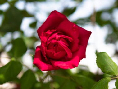 Arka planda canlı yeşil yaprakları olan pembe bir gül.