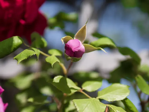 Piękna Czerwona Róża Pączek Kwitnie Gałązce Hybrydowej Rośliny Herbaty Róża — Zdjęcie stockowe