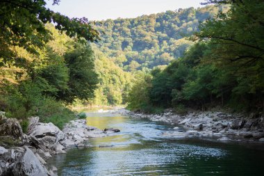 Ormandaki küçük dağ nehri. Yüksek kalite fotoğraf