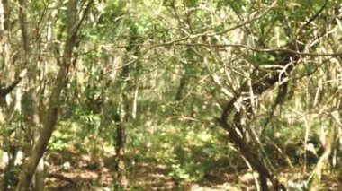 Orman ağaçlarının arasında parlayan bulanık güneş ışığı. Yüksek kalite 4k görüntü