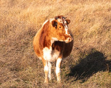Bir inek sonbaharda uzun otlarla çevrili güneşli bir tarlada huzur içinde otlar.