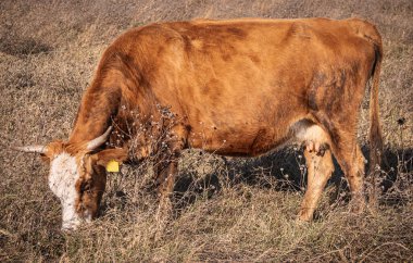 Bir inek sonbaharda uzun otlarla çevrili güneşli bir tarlada huzur içinde otlar.