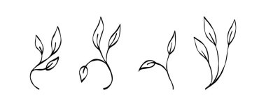 Çeşitli yaprakların el yapımı botanik çizimleri. Vektör illüstrasyonu