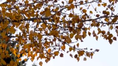 Altın yapraklar mavi gökyüzünün altındaki dallardan yavaşça kayar. Yüksek kalite 4k görüntü