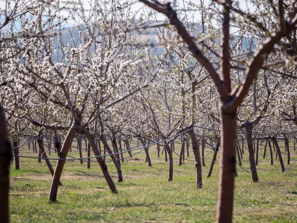 Berrak mavi gökyüzünün altında çiçek açan meyve bahçesi