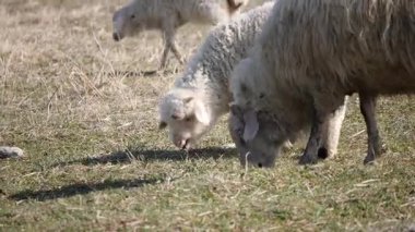 Bahar mevsiminde güneşli bir tarlada otlayan koyunlar.