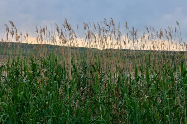 Bulutlu bir arka planda uzun kamışlı otlak alanı