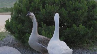 Gün batımında yeşilliklerle çevrili dingin bir göl kenarında gezinen iki kaz.