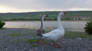 Gün batımında yeşilliklerle çevrili dingin bir göl kenarında gezinen iki kaz.