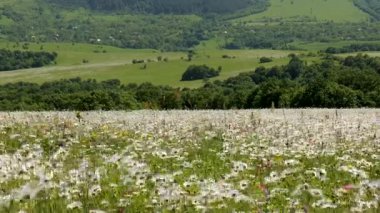 Gökyüzünün altında çiçek açan papatyalarla dolu uçsuz bucaksız bir arazi. Yüksek kalite 4k görüntü