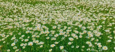 Çiçek açan papatyalarla dolu yemyeşil bir çayır.