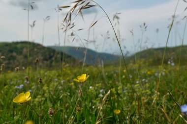Canlı kır çiçekleri yemyeşil çayırlarda çiçek açar. Yüksek kalite fotoğraf