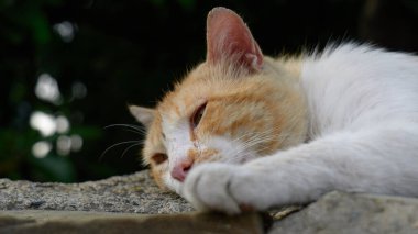 Taş bir yüzeyde dinlenen bir kedi. Kapat. Yüksek kalite fotoğraf