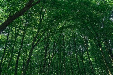 Gün ışığında dingin bir ormanda yemyeşil ağaçlar. Yüksek kalite fotoğraf