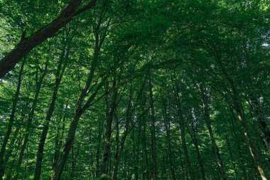 Gün ışığında dingin bir ormanda yemyeşil ağaçlar. Yüksek kalite fotoğraf