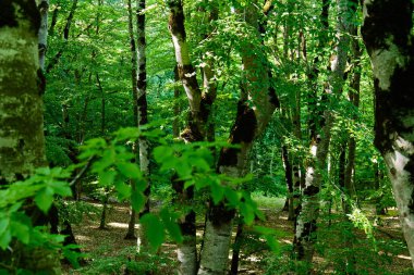 Canlı yeşil yapraklar güneşli bir günde sık bir ormanı doldurur. Yüksek kalite fotoğraf