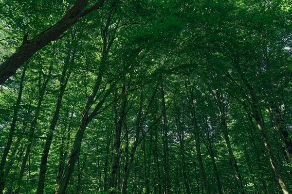 Gün ışığında dingin bir ormanda yemyeşil ağaçlar. Yüksek kalite fotoğraf