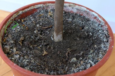 Toprak, zengin dokuyu ve terakotta kabındaki eski bitki kalıntılarını ortaya çıkarır.