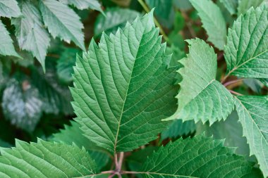 Parlak yeşil yapraklar güneş ışığında karmaşık dokular sergiliyor.