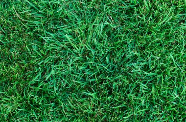 Güneşli bir bahçede taze biçilmiş yeşil çimenler. Yüksek kalite fotoğraf