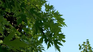 Güzel yeşil yapraklar açık mavi gökyüzünün altında güneşleniyorlar. Yüksek kalite 4k görüntü