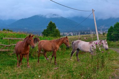 Alacakaranlıkta üç at yeşil bir tarlada geziniyor. Dağlar görünüyor.