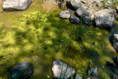 Yeşil yosunlar kayalık bir gölete yayılır ve kenarlarında otlar vardır.