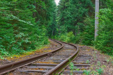 Yoğun ağaçlarla çevrili kavisli demiryolu rayları