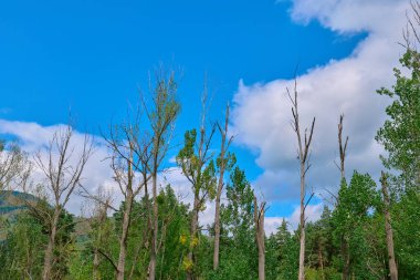 Uzun, kurumuş ağaçlar, üzerinde kabarık bulutlar olan açık mavi bir gökyüzüne karşı dururlar.
