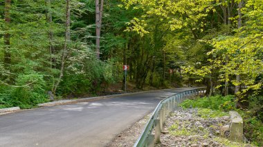 Huzurlu bir yol canlı yeşil bir ormanda kıvrılır.
