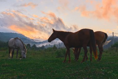 Atlar, canlı bir günbatımı gökyüzünü ve manzarayı boyarken huzur içinde ot yerler.