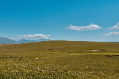Geniş çimenli arazi, parlak bir gökyüzü ve yumuşak bulutların altında uzanır.