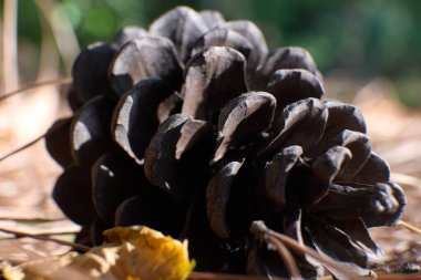 Kurumuş yaprakların arasında bir kozalak duruyor.