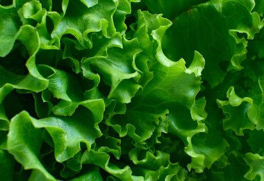 Taze yeşil marul yaprakları yakında. Yüksek kalite fotoğraf