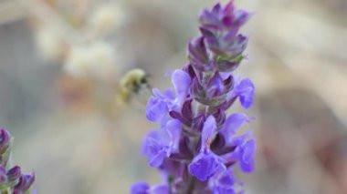Bir arı sineği açık havada mor bir çiçekten nektar toplar.