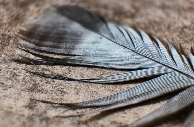 Dokulu bir yüzeydeki hassas bir tüye yakından bak.