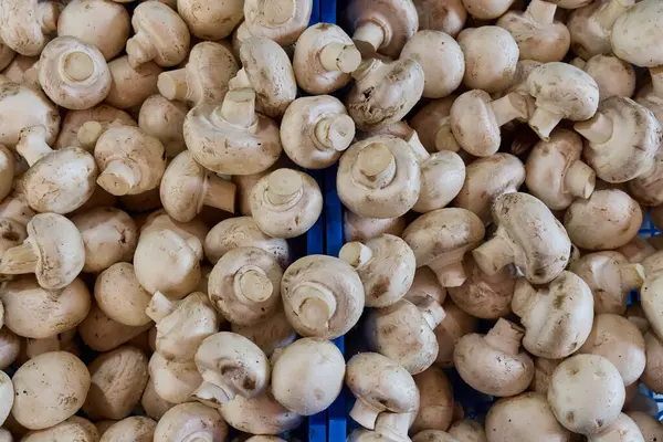 Fresh mushrooms piled high in a market setting