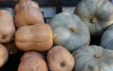 Bir pazarda farklı türde balkabağı düzenlenir.