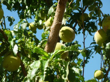bahçede bir ağaç üzerinde yeşil elma.