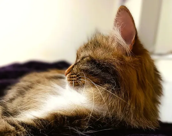 Uzun tüylü tüylü bir kedi, bir battaniyenin üzerinde huzur içinde yatar. Gözler öğleden sonra uykusunda kapalıdır. Yumuşak doğal ışık kürkünün narin dokusunu vurgular, sıcaklık ve sükunet hissi uyandırır..