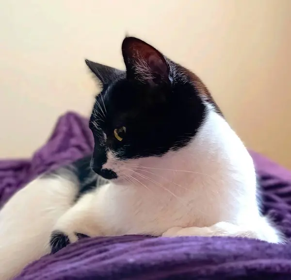 Siyah ve beyaz bir kedi mor bir battaniyenin üzerinde yatıyor, sakince yan tarafa bakıyor. Kedinin ceketi pürüzsüz ve pürüzsüz, siyah ve beyaz kürk arasında çarpıcı bir kontrastı var.. 